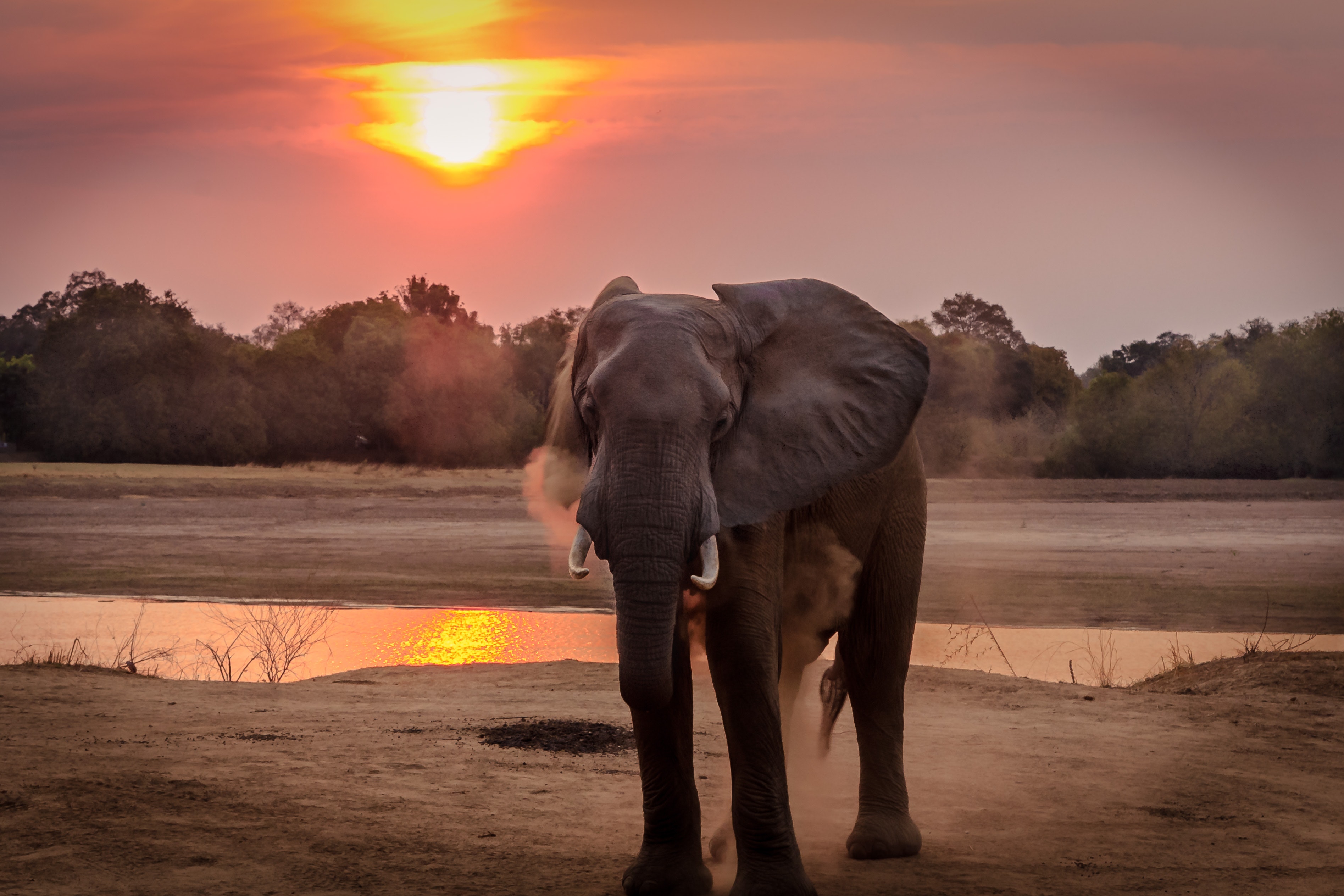 Botswana Lifts Ban On Elephant Hunting Southern And East African Tourism Update