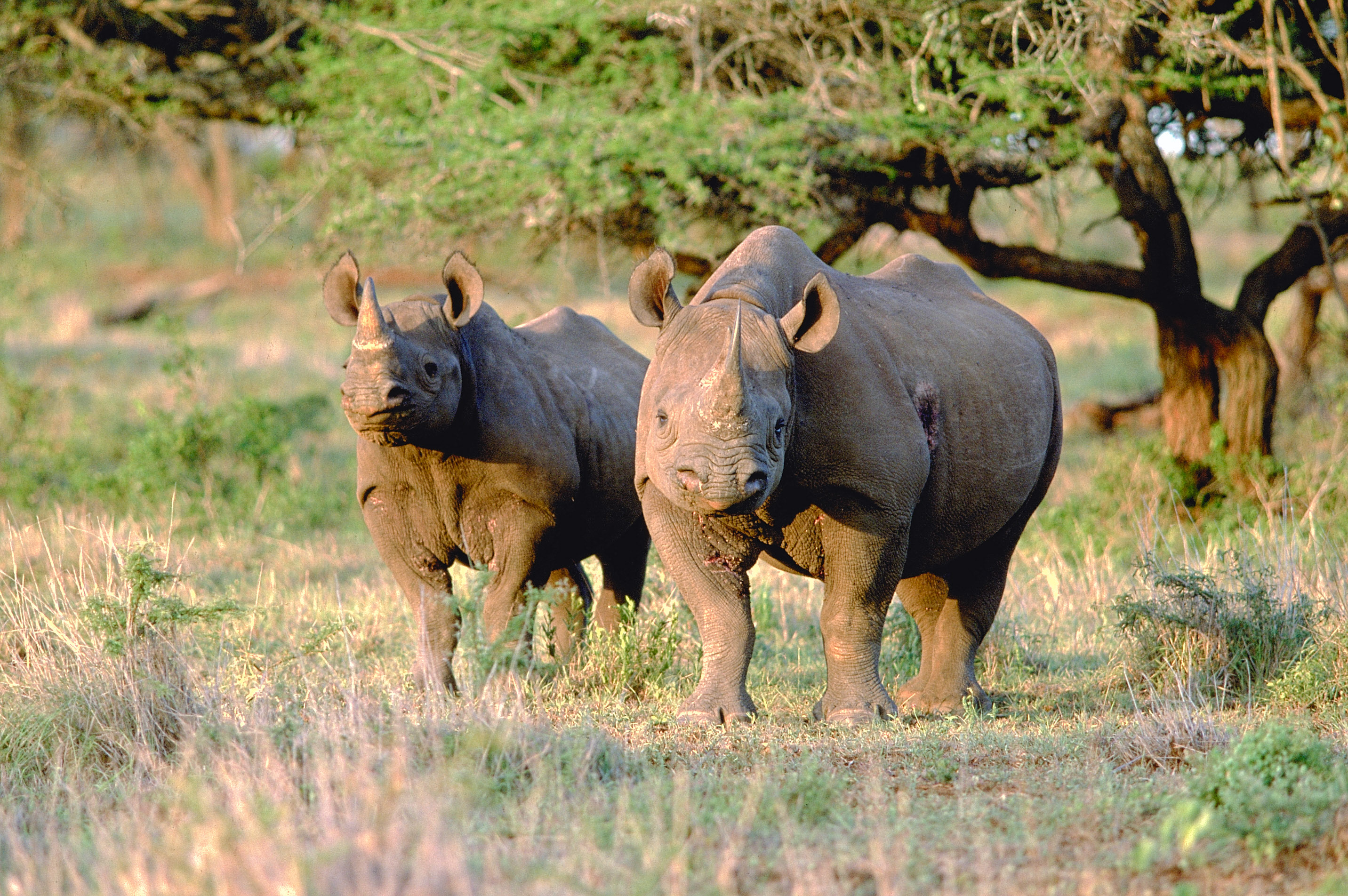 Носороги буйволы слоны обитают. Носорог в Африке. Бегемот Африканский Саванна. Африка Саванна носорог. Носорог Эфиопия.