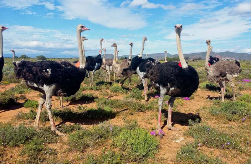 safari ostrich farm oudtshoorn south africa