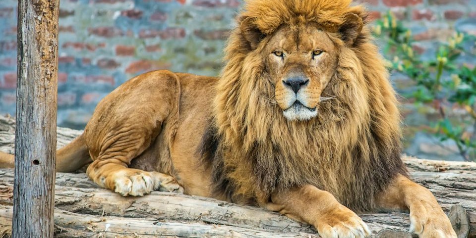 SA s captive lion industry ban long overdue