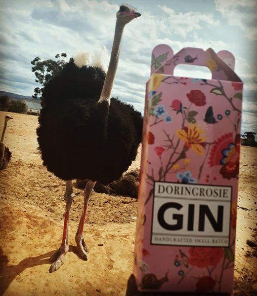 pic of the week gin time in the klein karoo