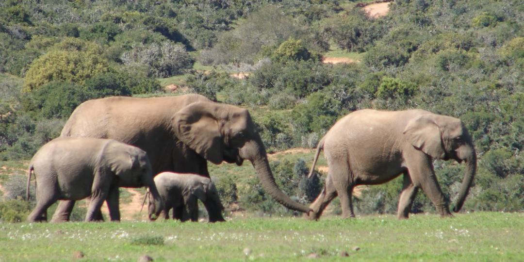 The Elephant Experience tours the malaria-free Addo Elephant National Park and Greater Addo area in Port Elizabeth, South Africa.