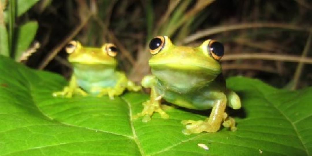 Frogging in South African national parks can promote ecotourism of frogs and aid conservation research, says SANParks.