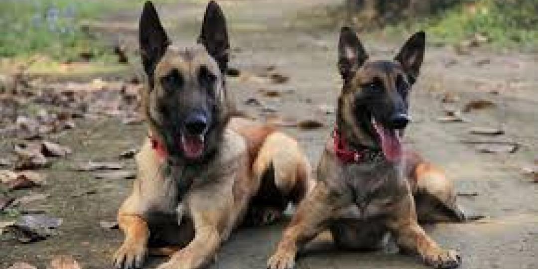 A canine unit will operate at Maputo Airport from September, to combat the illegal smuggling of wildlife products.