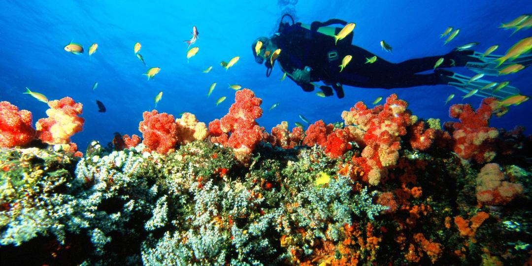 The island offers divers good conditions and a relaxed environment.