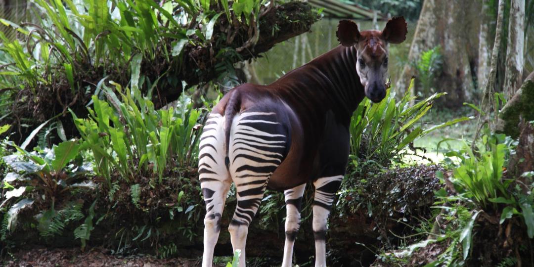There is growing concern over the DRC’s ‘mythical’ okapi, as illegal mining and deforestation continue.