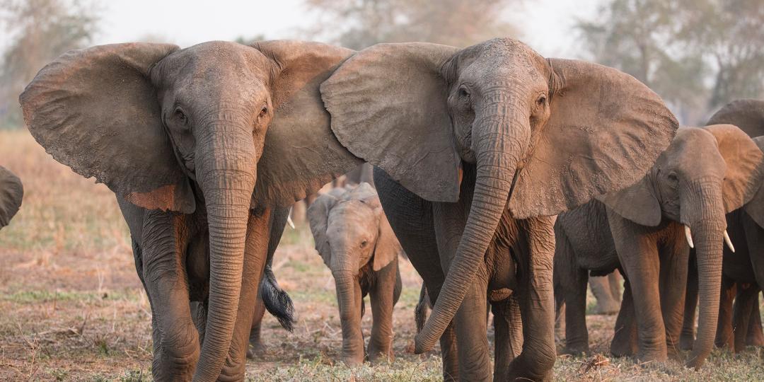 Photo tourism speaks out on the lifting of Botswana's proposed elephant hunting ban.