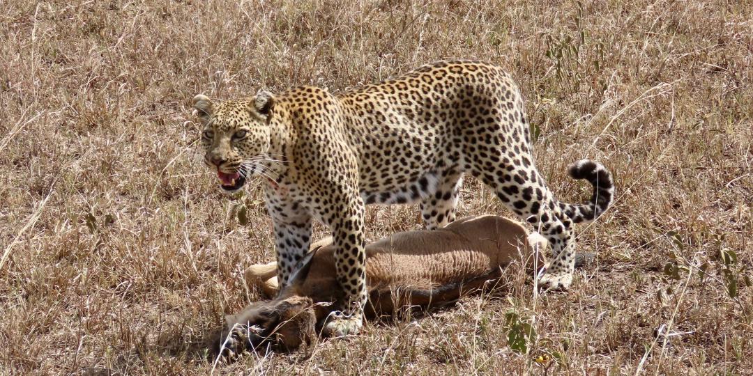 A Leopard after it has secured its kill. Photo credit Rika.