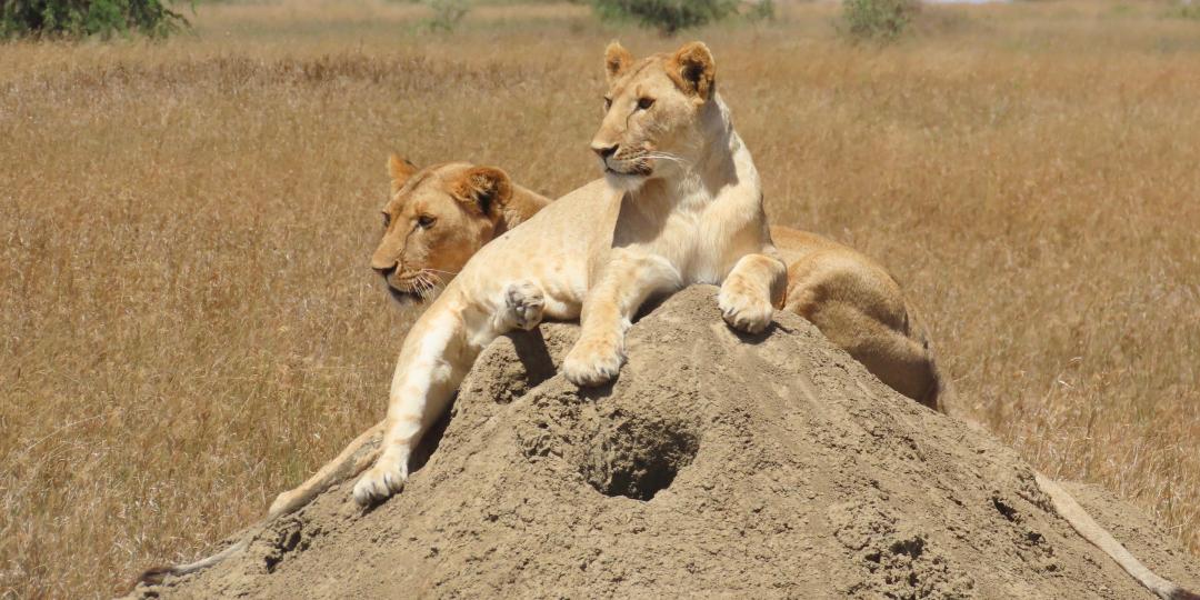 Two female lion relaxing on a ant mound. Photo credit Rika.