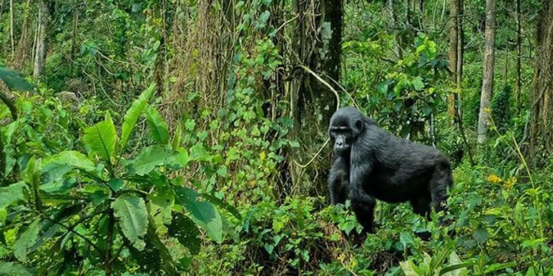 The project is being piloted in Bwindi Impenetrable National Park, which protects an estimated 400 mountain gorillas.