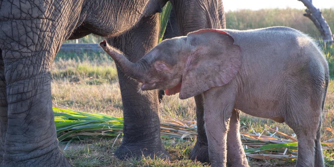 Orphaned elephant Khanyisa meeting her surrogate mom, Lundi