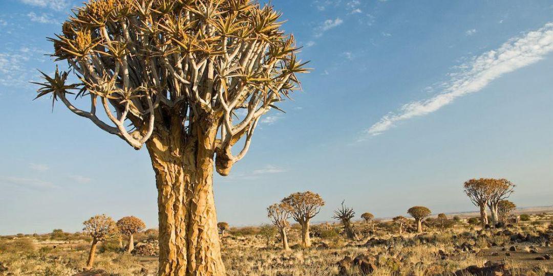 Quiver Tree Forest in Nieuwoudtville, Northern Cape.