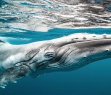 Conservationists and operators have warned that oil and gas drilling off South Africa’s KwaZulu Natal coast could affect the whale migration.