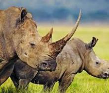 The EU has committed to fund millions of dollars to combat illegal wildlife poaching in Kenya.