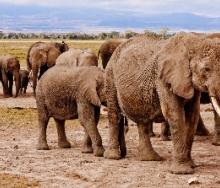 The National Parks of Tsavo and Amboseli have noted an increase in tourists. 