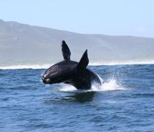 Southern Africa’s diverse marine life makes it one of the best destinations for marine safaris. 