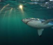 White Shark Projects to showcase new experiential travel product. 