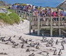 SANParks has introduced online ticketing options, hoping to create easier access at Boulders and Cape Point.