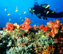 The island offers divers good conditions and a relaxed environment.