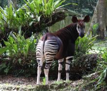 There is growing concern over the DRC’s ‘mythical’ okapi, as illegal mining and deforestation continue.