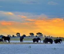 Botswana provides and experience that is worth every cent.