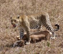 A Leopard after it has secured its kill. Photo credit Rika.