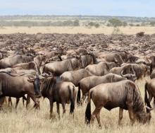 A herb of wildebeest before the great migration. Photo credit Rika
