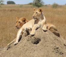 Two female lion relaxing on a ant mound. Photo credit Rika.