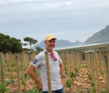 Gerhard van der Horst, managing director of Red Cliff Property who grew-up on Imhoff Farm in the recently planted vineyard overlooking Long Beach, Chapman’s Peak and Hout Bay in the distance. The vineyard will start producing in 2022 and undoubtedly boasts one of the best views in the Cape Peninsula. 