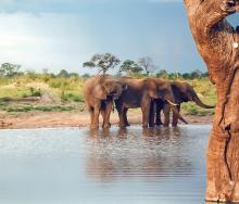 Elephants at a water hole in Hwange National Park