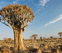 Quiver Tree Forest in Nieuwoudtville, Northern Cape.