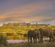 Elephants in front of Victoria Falls Safari Lodge.